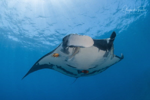 Mantaray and sun Rays, Isla Socorro Mexico by Alejandro Topete 